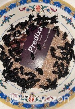 বিটল পোকার মাদার পোকা! mother beetles