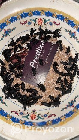 বিটল পোকার মাদার পোকা! mother beetles