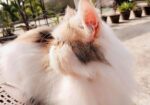 Exotic Calico Female সেল্ করা হবে