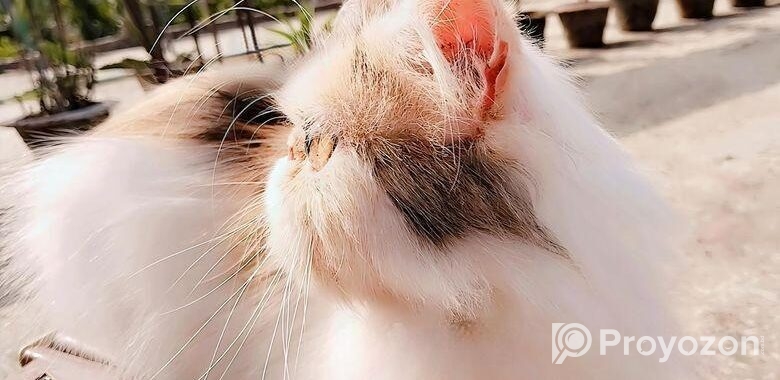 Exotic Calico Female সেল্ করা হবে