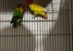 Running Love Bird