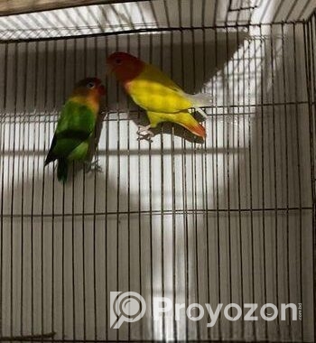 Running Love Bird