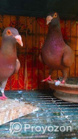 টপ কোয়ালিটি কেরিয়ার হুমা