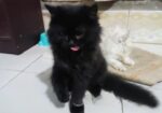 Persian Cat