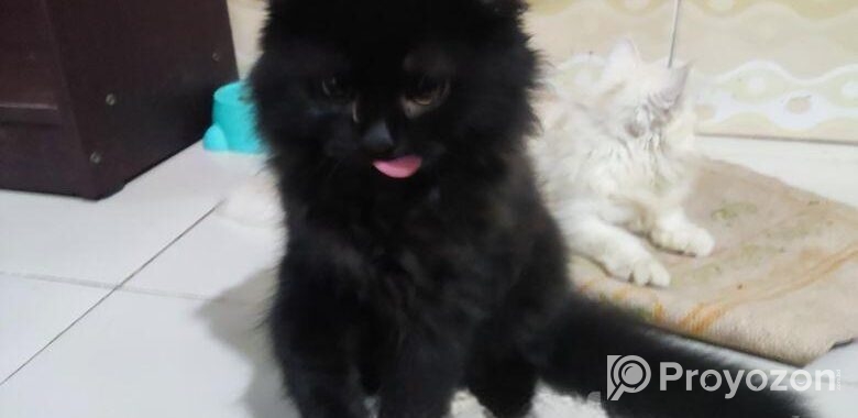 Persian Cat