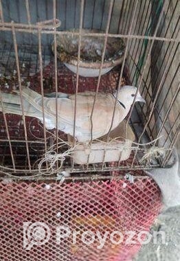 অস্ট্রেলিয়ান গ্রে ঘুঘু