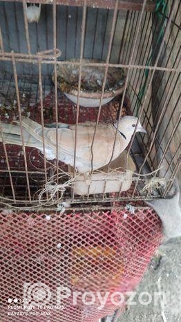 অস্ট্রেলিয়ান গ্রে ঘুঘু