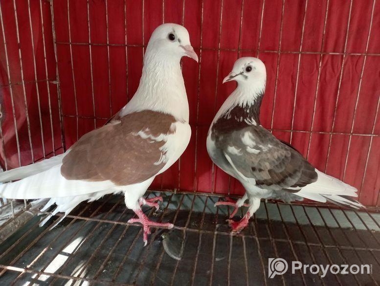 কিছু গিরিবাজ এবং দেশি কবুতর বিক্রি করা হবে