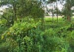 ঢাকা চট্টগ্রাম হাইওয়ের সাথে জায়গা বিক্রি