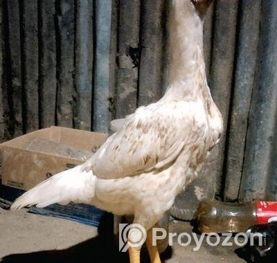 আসিল ফাইটার মুরগী
