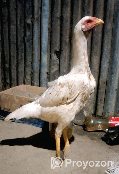 আসিল ফাইটার মুরগী