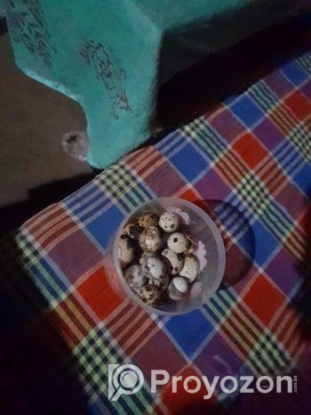 রানিং ডিম পারা কয়েল পাখি