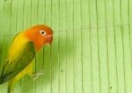 Green Euwing Opaline Female