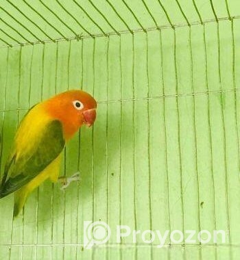 Green Euwing Opaline Female