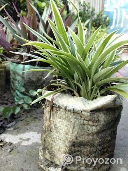 স্পাইডার প্লান্ট