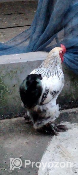 ব্রাহামা জাতের মুরগী নর