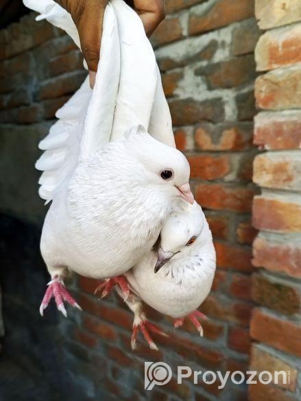 চুইনা কবুতর