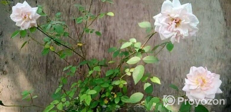 ফুল/কলি সহ গোলাপ