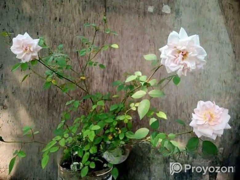 ফুল/কলি সহ গোলাপ