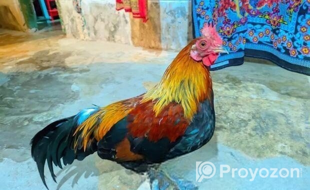 শিকারি মোরগ