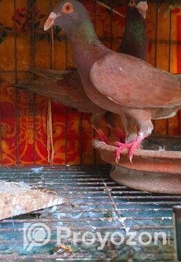 টপ কোয়ালিটি কেরিয়ার হুমা