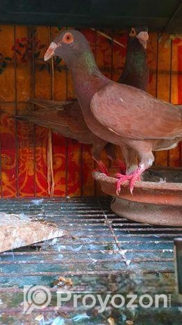 টপ কোয়ালিটি কেরিয়ার হুমা