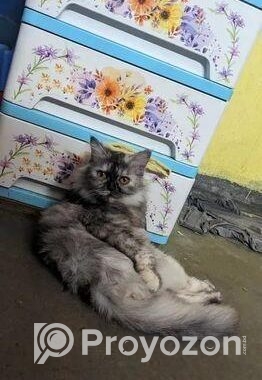 Persian Cat