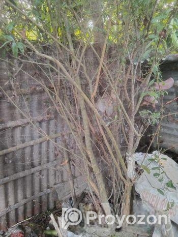 ডালিম গাছ