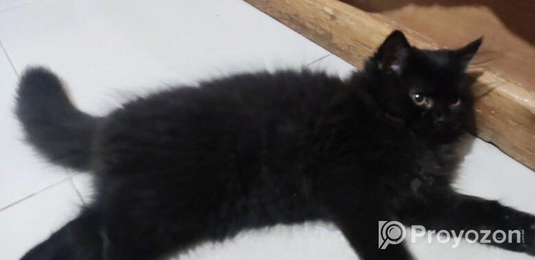 Persian Cat