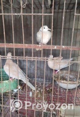 অস্ট্রেলিয়ান গ্রে ঘুঘু