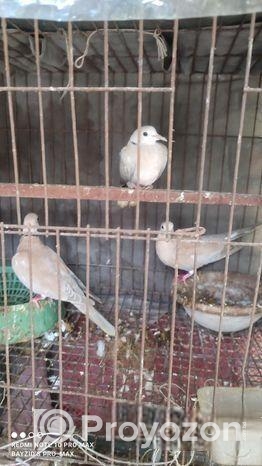 অস্ট্রেলিয়ান গ্রে ঘুঘু