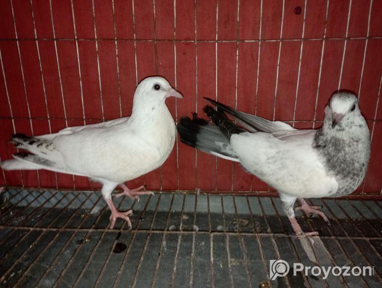 কিছু গিরিবাজ এবং দেশি কবুতর বিক্রি করা হবে