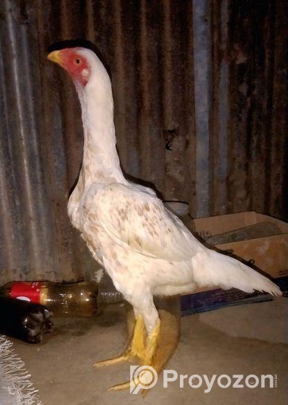 আসিল ফাইটার মুরগী