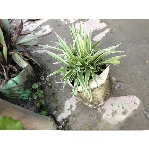 স্পাইডার প্লান্ট