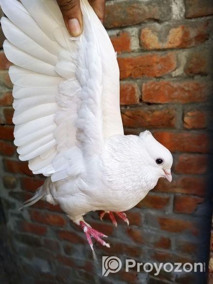 চুইনা কবুতর