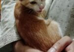 Cat For Sell