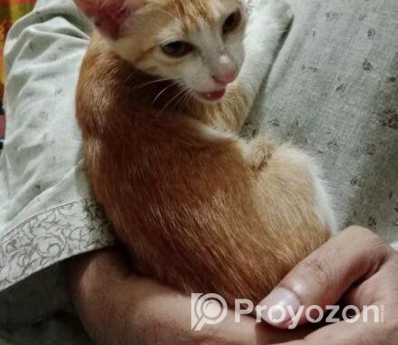 Cat For Sell