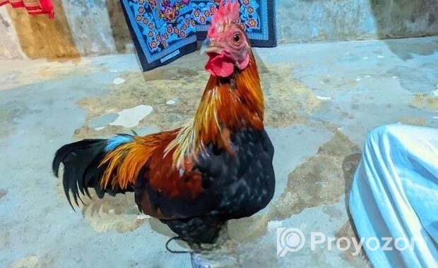 শিকারি মোরগ