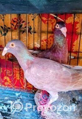টপ কোয়ালিটি কেরিয়ার হুমা