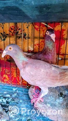 টপ কোয়ালিটি কেরিয়ার হুমা