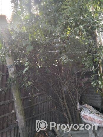 ডালিম গাছ