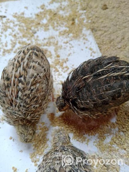 কোয়েল পাখি