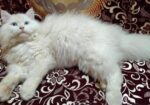 Persian Cat