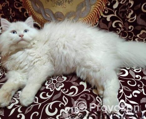 Persian Cat