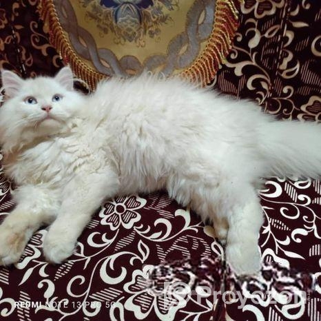 Persian Cat