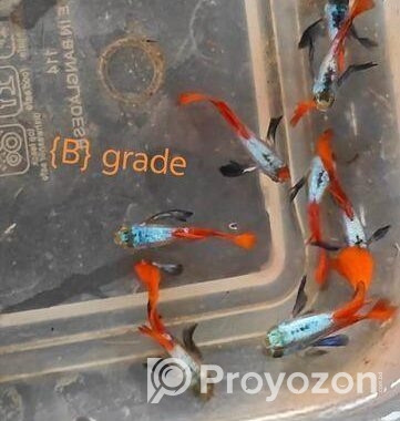 রঙিন মাছ গাপ্পি