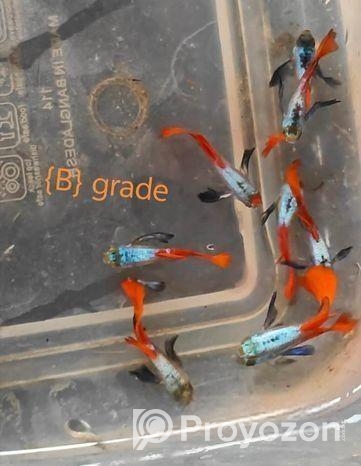 রঙিন মাছ গাপ্পি