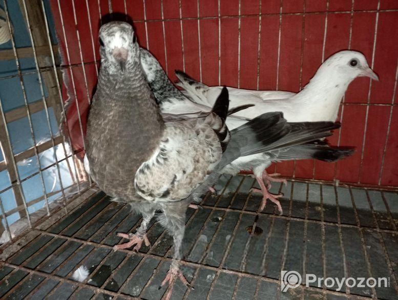 কিছু গিরিবাজ এবং দেশি কবুতর বিক্রি করা হবে