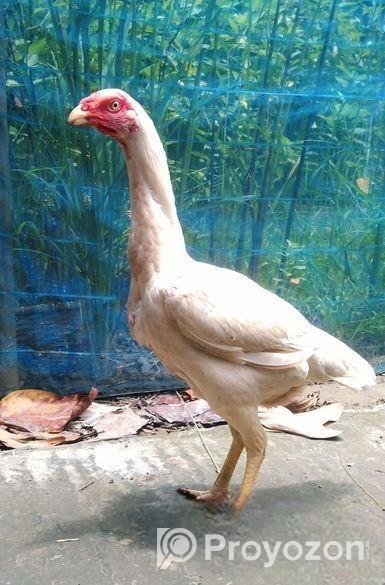 আসিল ফাইটার মুরগী