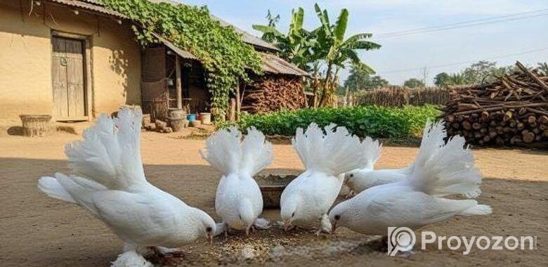 লাক্ষা কবুতর জোড়া প্রতি
